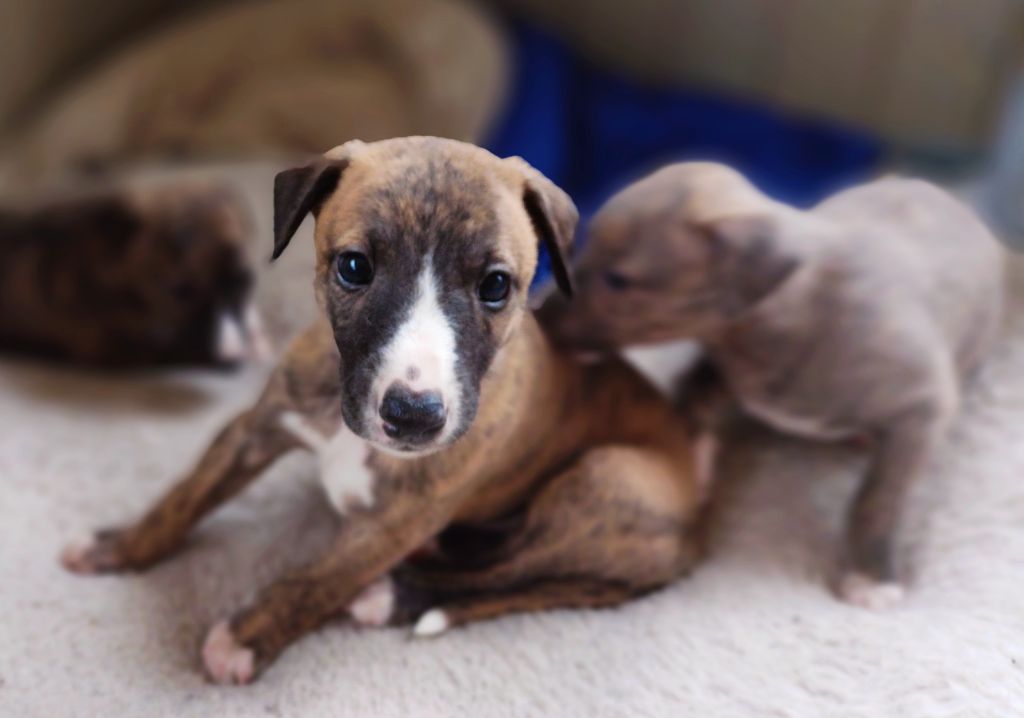 chiot Whippet Des Gardiens D'Avel