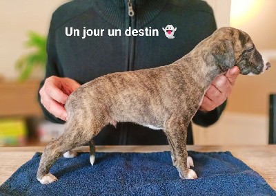 UN JOUR UN DESTIN