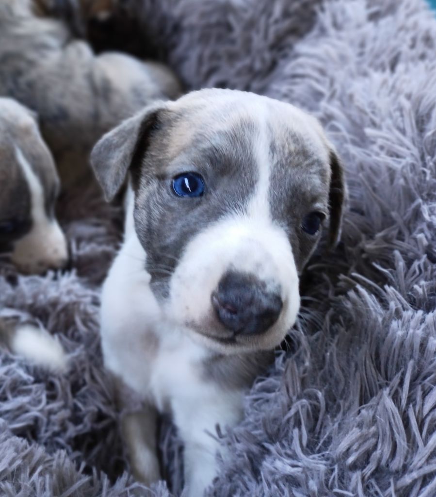 Chiots Raiponce - James 3 semaines