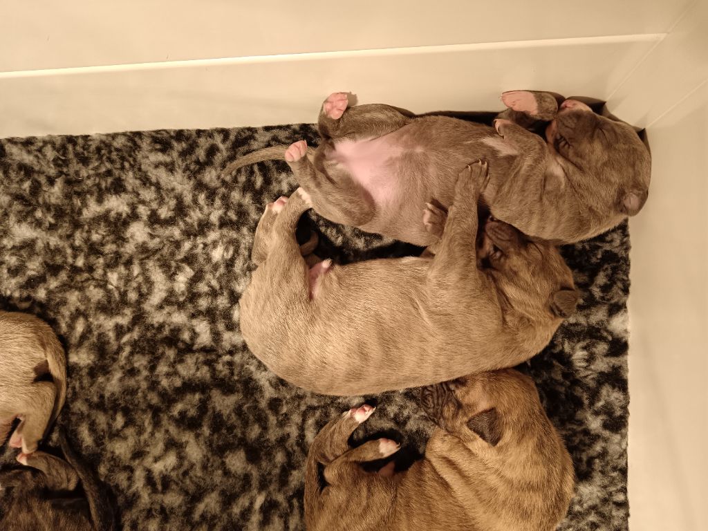 Les bébés de raiponce avril 2024