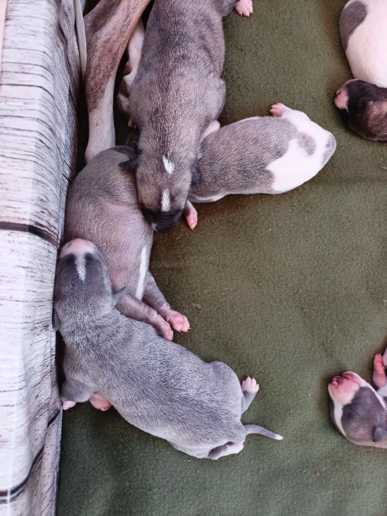 CHIOTS RAIPONCE - JAMES
