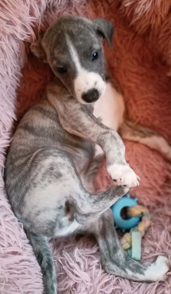 Chiots 5 semaines